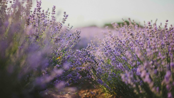 The announcement follows a 20+ year distribution partnership between Givaudan and Vigon.