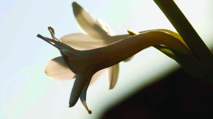 The first time Pierre Bénard encountered tuberose was in Grasse, during his training as a student perfumer at the Grasse Institute of Perfumery during a one-day symposium. Photo courtesy of Pierre Bénard.