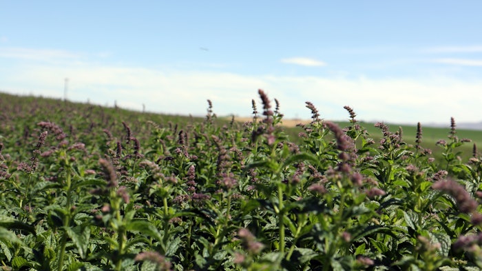 Norwest Ingredients and the network of farmers successfully passed a comprehensive review process to obtain the mint verification.