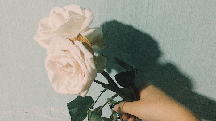 A La Lune's Rime on Roses is described as 'A faint kiss of frost coating the ivory petals of white roses in the peaks of the mountains of Yunnan in China.'