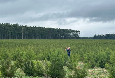 Ayanda eucalyptus and tea trees.