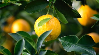 Lemon oil sales are anticipated to reach a market value of $1.56 billion by the end of 2033.
