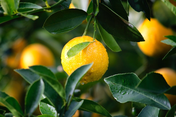Lemon oil sales are anticipated to reach a market value of $1.56 billion by the end of 2033.