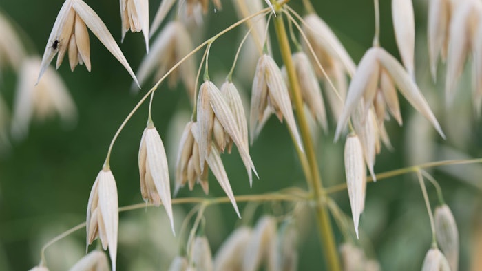(Pictured Avena sativa plant with grains). Rejuvaveen is an oat beta-glucan complex active that has an effect on skin biology and appearance due to its molecular profile, according to Oat cosmetics.