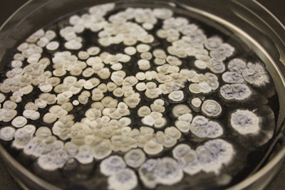 The bacteria used as part of the process are non-genetically modified organisms (non-GMO), which is believed to be a first for the industry.