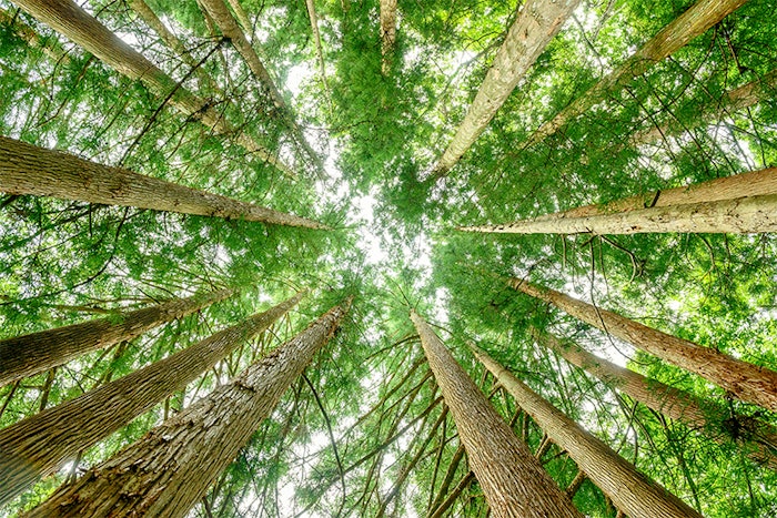 Between 2018 and 2021, Iberchem was able to reduce its total carbon scope 1 and 2 emissions by 85.14%.