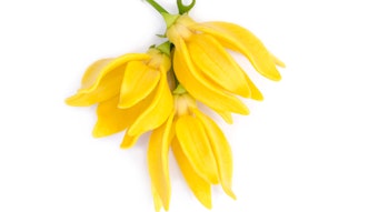 Ylang Ylang Shutterstock 430180090 (1)