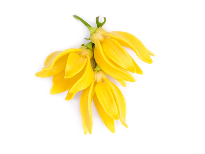 Ylang Ylang Shutterstock 430180090 (1)