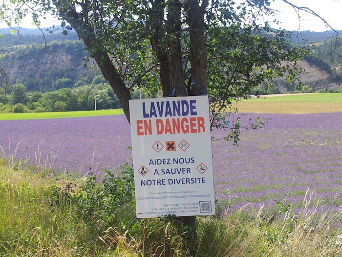 Donaire warns, '[T]he Chemicals Strategy for Sustainability which is part of the Green Deal, is inflicting very serious unintended collateral damages on essential oils, threatening the very existence of many.'