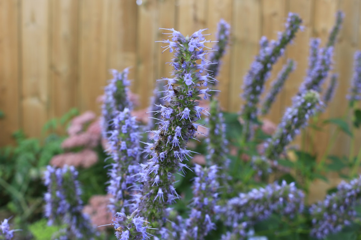 Patchouli coty sales