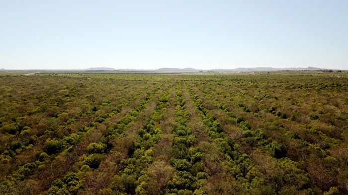 Transforming arid tropical savannahs into vast forests of noble sandalwood: essential oils are also an economic driver for sustainable reforestation.