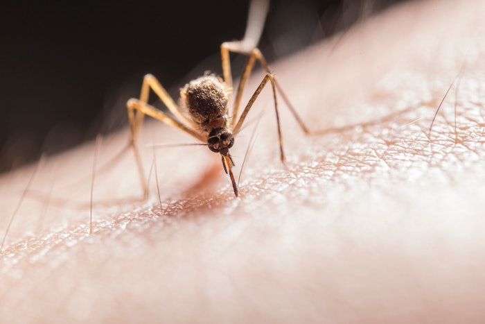 Terpene derivatives constitute the largest and most structurally diverse group of compounds that can serve as mosquito kairomones.
