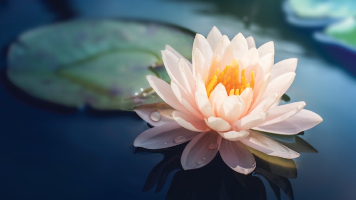 Soothe Summer Skin with Hydrating Properties of Water Lily
