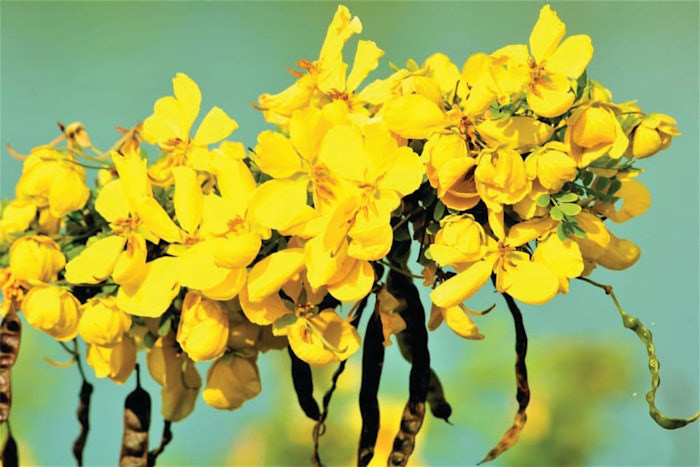 99999newheaderimgscassia5