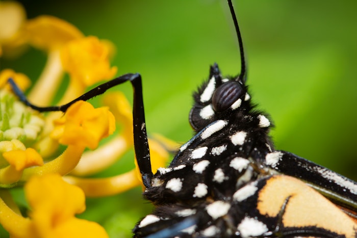 “Insects, shaped by 400 million years of evolution, have perfected the art of detecting organic compounds through scent receptors that contain sensitivity levels a million times better than humans and a thousand times better than dogs,' shared Jim Adler, founder and general partner at Toyota Ventures.
