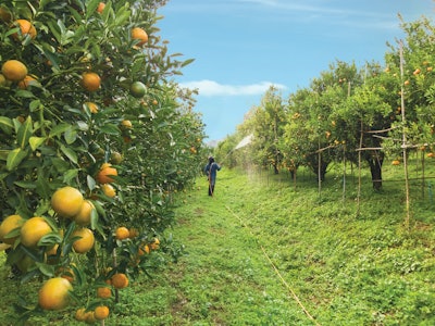 Citrus greening is having a major impact on the three major producers Brazil, Mexico, and the United States.