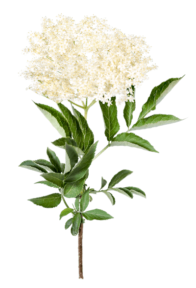 Ethyl iso-valerate, at 100 ppm, can provide a fruity hint to elderflower very effectively.