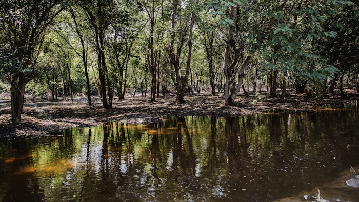 Copperhead Sandalwood