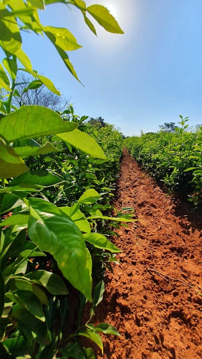 Depending on the variety, bitter orange trees can grow up to 10 meters tall. The leaves of the tree are rich and green, as they contain the oil glands from which petitgrain is derived.