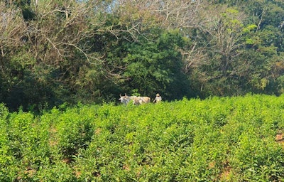 ALPACASA works with more than 200 farming families from across dozens of petitgrain-producing communities throughout Paraguay.