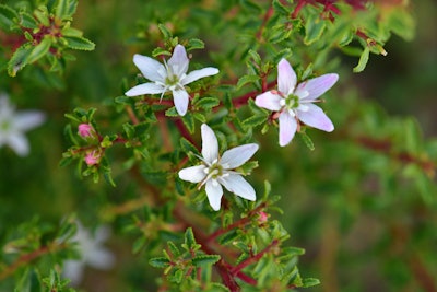 du Toit shares, 'We maintain a steadfast commitment to buchu sustainability, evident in our recent collaboration on an agronomy project with a commercial partner.'