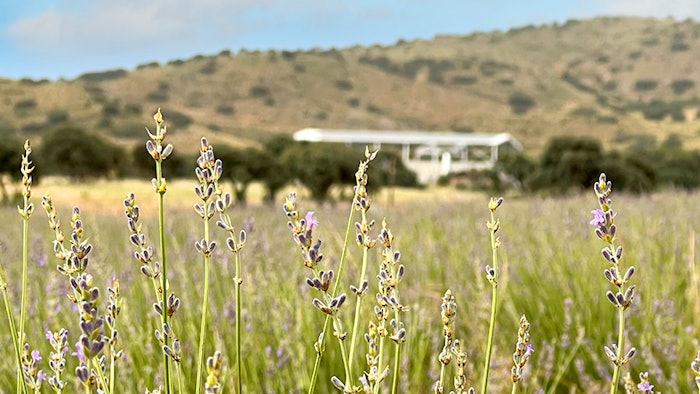 Lead Zalabi 800x450px