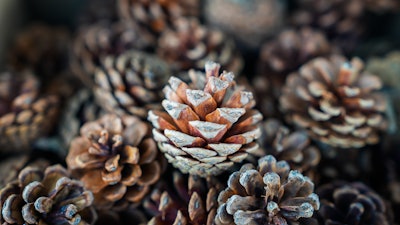 Mibelle Biochemistry's PinoPlex is both upcycled from and inspired by pinecones from Scots pines.