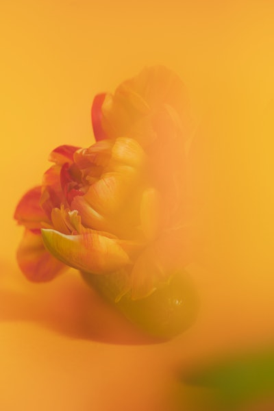 Camille & Charlotte won for their series of still lifes entitled De Nectar et de Pulpes.