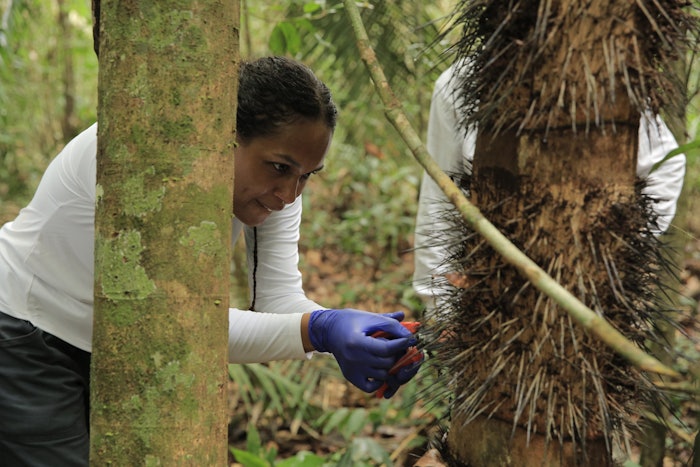 The researchers manually collected tiny samples (less than 5 g) from roots, stems, leaves, fruits, litter and soil for reproduction via biotech, thereby preserving biological resources while accessing novel natural actives.