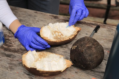 “The Amazon Forest's soil, though lacking in nutrients, boasts an extensive array of microbiological diversity,' said Paula Segura, leader of the bioprospecting laboratory at Apoena Biotech. 'This diversity is essential for recycling organic matter and fostering the growth of diverse life forms. It achieves this through processes such as the production of plant hormones, the availability of nutrients, and even the inhibition of plant pathogens.'