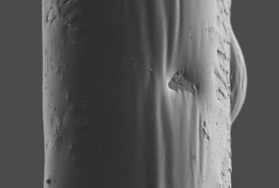 On hair, Apoena Biotech's technology forms a protective film on the hair surface, as shown in SEM-FEG images (featured here), which retains moisture within the hair, prolonging hydration and preventing dryness.