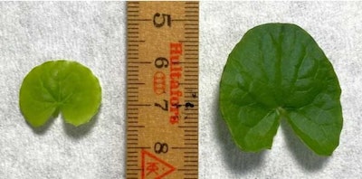 Ct2407 08 Lad Figure1