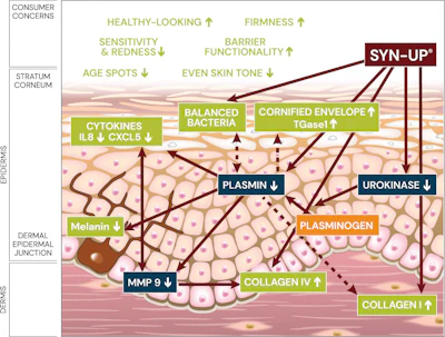 When plasmin levels are kept in check, there is a beneficial effect across all skin layers.