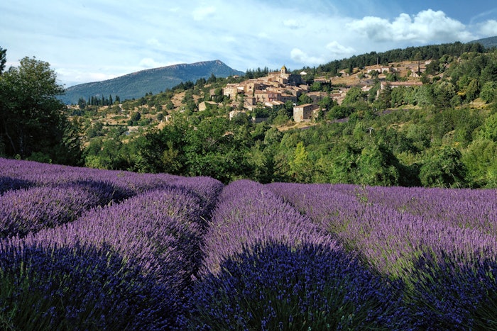 Each perfumer's submission must highlight the power of the lavender scent, its aromatic and floral facets, and the beauty of its region.