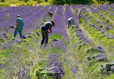 The theme 2025 competition is “Olfactive and poetic cultural landscapes of lavender in Provence.'