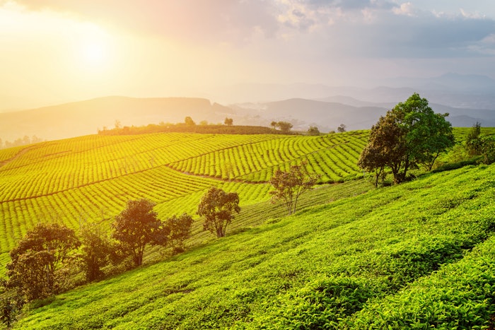 Barbara Malmezat, Global Purchasing and Risk director at Symrise F&B Naturals, shared, “This lays the foundation for imagining the future of sustainable agricultural landscapes, with both continuous improvements and disruptive innovations.”