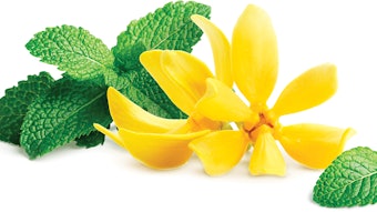 Natural Germacrene D 85