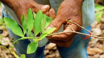 Power Leaves Corp. 'aspires to become a globally recognized Colombia-based decocainized coca extract supplier for food and beverage companies.'