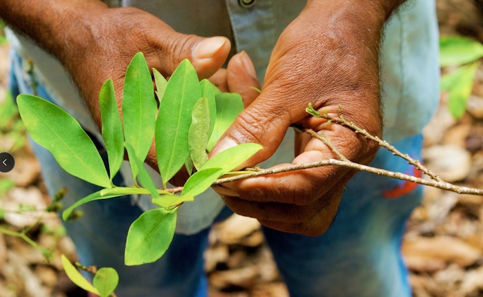 Power Leaves Corp. 'aspires to become a globally recognized Colombia-based decocainized coca extract supplier for food and beverage companies.'