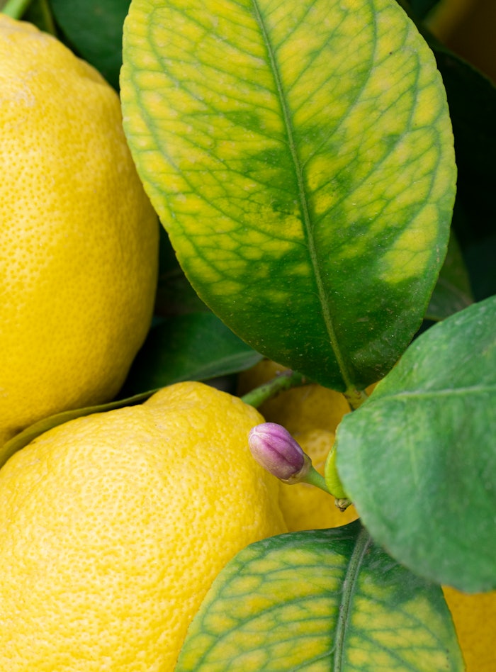 Citrus essential oils face a number of issues that can alter their composition or quality from season to season and even within a given season.
