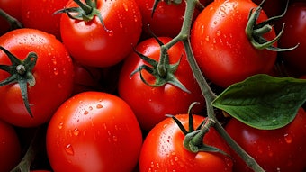 Fifty ppm is ideal for fresh tomato flavors, but the level can be doubled in flavors with a processed note.