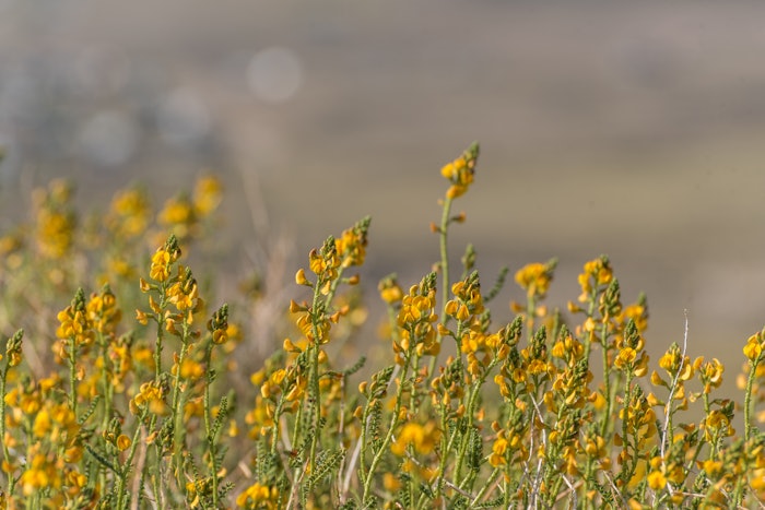 Adesmia Boronioides, also called Paramela belongs to the family of Fabacea. It is a small bush that grows up between 0.4 and 2 meters high.