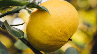 Mane Bergamot Rectified Essential Oil