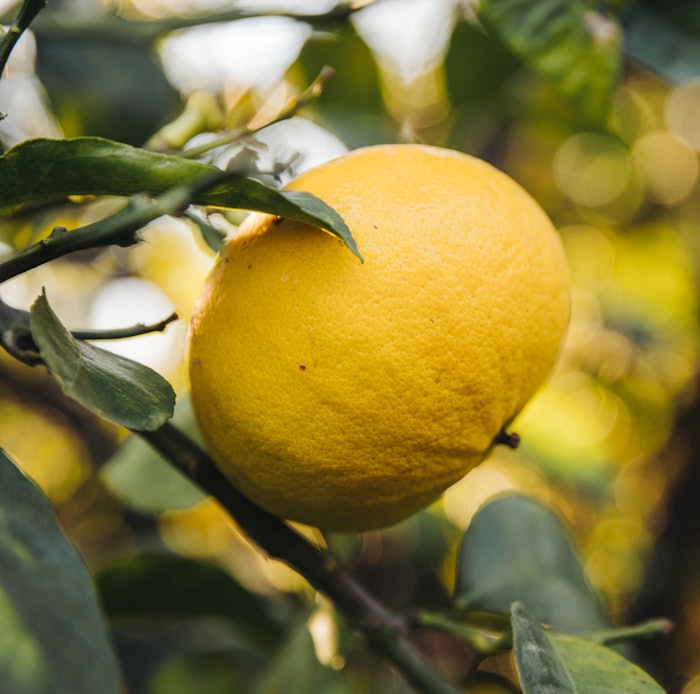 Mane Bergamot Rectified Essential Oil