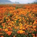 Tagetes