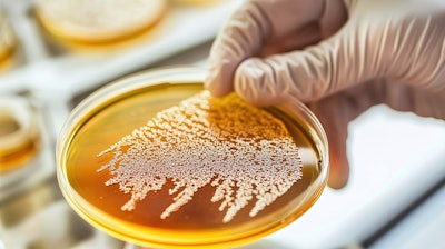 As precision fermentation advances, the scientific community will need to continue to overcome technical challenges for optimizing both the flavor and scalability of these products.