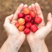 hands holding acerola cherries