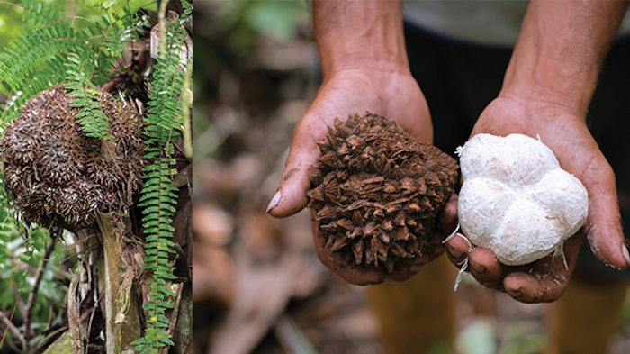 Tagua From Quimivitapressexfowind2 (3)