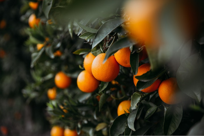 01petitgrain Bigaradierproduct Roundup