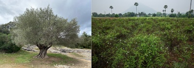 F-5. Jasminum Grandiflorum and Olive tree (Olea europaea) both belong to the Oleaceae family
